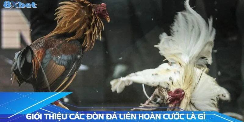 gioi-thieu-cac-don-da-lien-hoan-cuoc-la-gi