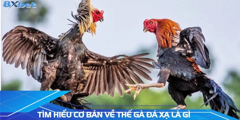 tim-hieu-co-ban-ve-the-da-ga-xa-la-gi